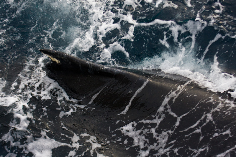 Humpback Whale